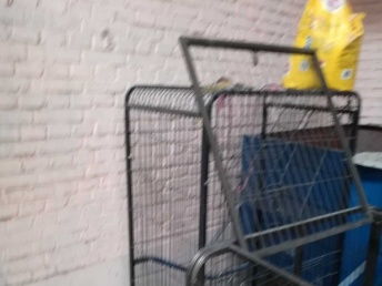 99成新貓用品優(yōu)惠出售，附北京寵物食品選購指南